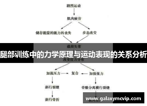 腿部训练中的力学原理与运动表现的关系分析
